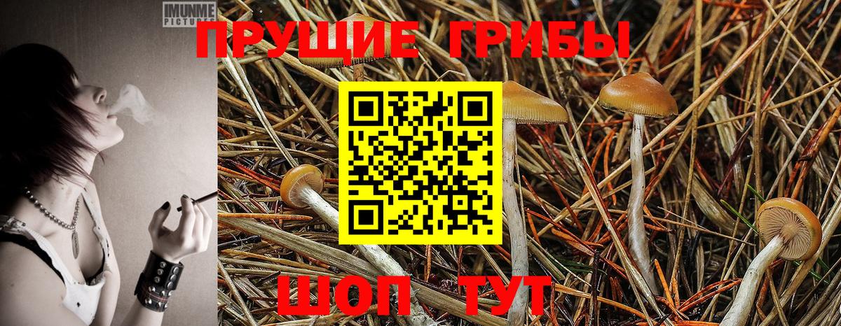 Галлюциногенные грибы Psilocybe Екатеринбург